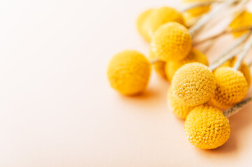 Craspedia globosa dry flowers