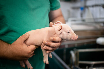 Close up view of an unrecognizable veterinarian holding newborn piglet at pig farm.