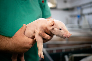 Close up view of an unrecognizable veterinarian holding newborn piglet at pig farm. © littlewolf1989
