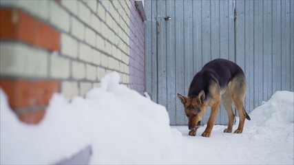 Eating Snow Dog German Shepherd. German shepherd eats in the winter in the yard. German Shepherd Dog