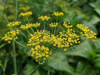 mustard flowers
