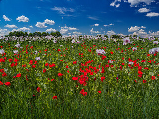 Grau Mohn und Wilder Mohn  Krems an der Donau Niederösterreich Österreich