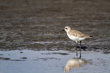 浜辺の干潟でアチコチ餌を探して歩くダイゼン