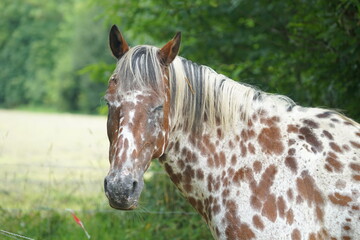 Portrait d'un cheval de selle .