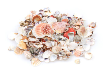 sea shells isolated