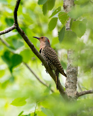 Northern Flicker Yellow-shafted Photo.  Female bird perched on a branch with green blur background in its environment and habitat surrounding during bird season mating. Image. Picture. Portrait.