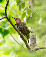 Northern Flicker Yellow-shafted Photo.  Female bird perched on a branch with green blur background in its environment and habitat surrounding during bird season mating. Image. Picture. Portrait.