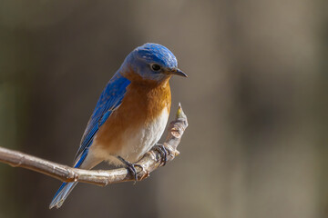 Fototapeta premium Bluebird