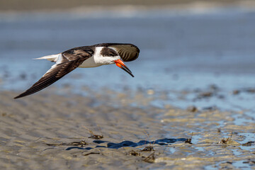 Black Skimmer