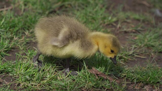 Close up shot of a wild baby goose gosling