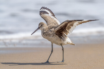 Eastern Willet