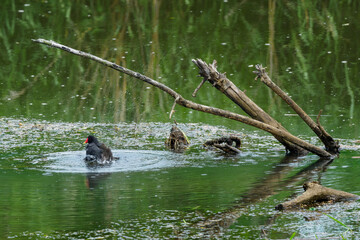 川の中で水浴びをするバン（Gallinula chloropus）