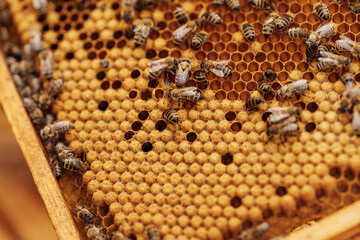 wax frame in bee hive, honey production