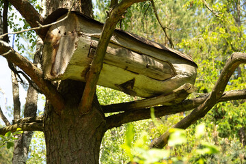 Old traditional ancient authentic beehive made on the log on a big tree