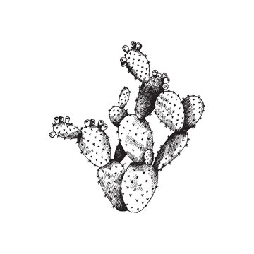 Cactus opuntia with flowers, wild exotic plant a vector hand drawn illustration.
