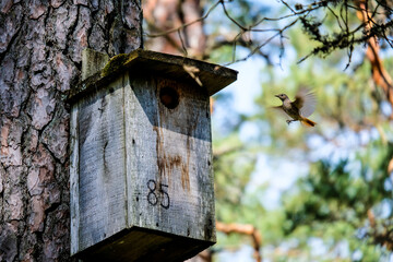 Wooden bird cage, bird house in the forest
