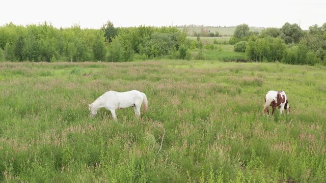 Two horses, white and chesnut. Two horses, white and brown, graze in a summer meadow.