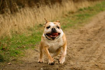 Fototapeta premium funny old brown and white english bulldog is running on a small way in the park