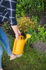 woman gardener watering plants in the garden in the backyard