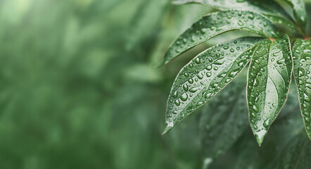peony leaves with raindrops in summer