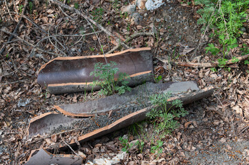 tree bark on a forest trail