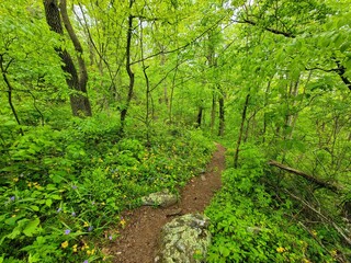 Obraz premium green forest in the morning