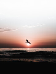 Amanecer sobre el mar Mediterráneo con una gaviota pasando justo delante del sol