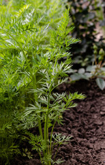 Naklejka premium Green carrots leaves growing in the garden. Side view. Gardening or agriculture concept