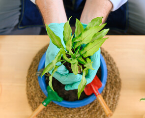 Top view of gardener senior man holding a fresh seedling with soil in hands as a hobby of home gardening at home. new life and environmental conservation concept