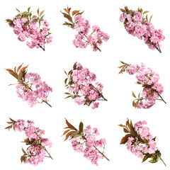 Set of beautiful sakura tree branches with pink flowers on white background