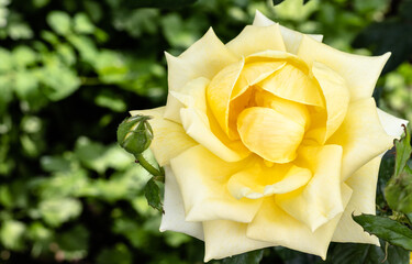 Close up view of beautiful yellow rose in the garden. Gardening concept.