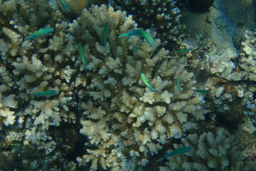 Fototapeta na wymiar Blue-green Chromis (Chromis viridis) fish
