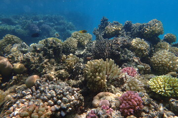 Obraz na płótnie Canvas coral reef in Egypt, Makadi Bay