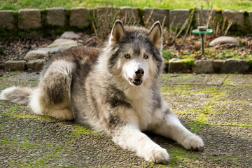 large old husky is lying on the terrace in the garden