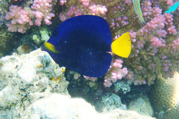 Yellowtail tang - (Zebrasoma xanthurum) fish