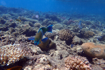 parrot fish from the egypt