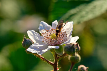 Blossom of a Blackberry // Brombeer-Blüte (Rubus sect. Rubus) 