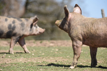 Porc fermiers cochon elevage plein air Ardenne Belgique Wallonie viande porcelet