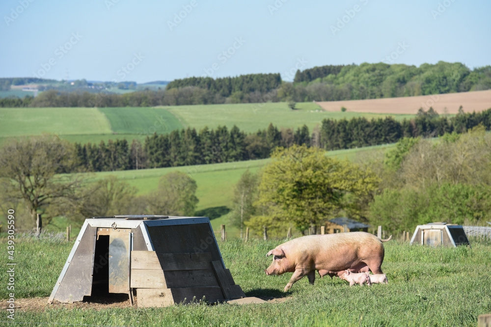 Wall mural Porc fermiers cochon elevage plein air Ardenne Belgique Wallonie viande porcelet