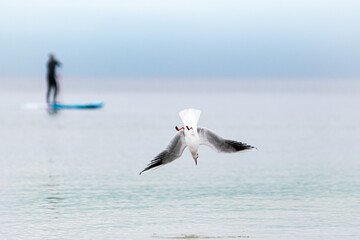 seagull in flight