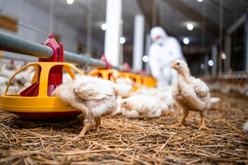 Chicken eating protein food at modern poultry farm for industrial meat production. - obrazy, fototapety, plakaty