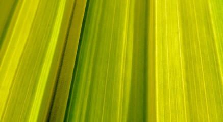 Abstract green natural lines perspective background