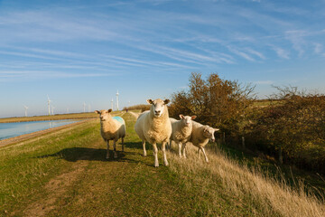 Naklejka na ściany i meble Schafe auf dem Deich am Fastensee auf der Insel Fehmarn