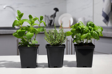 Pots with basil, thyme and mint on white table in kitchen