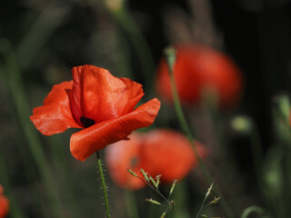Close up of a field of poppies