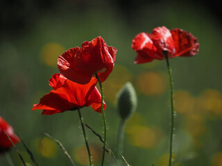 Close up of a field of poppies