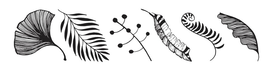 Set of monochrome silhouettes of tropical plants leaves. Illustration in flat style.