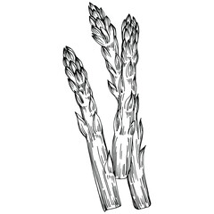 Asparagus isolated hand drawn illustration. Food vegetable engraved style object. Great for menu, label, icon, cover, social post.