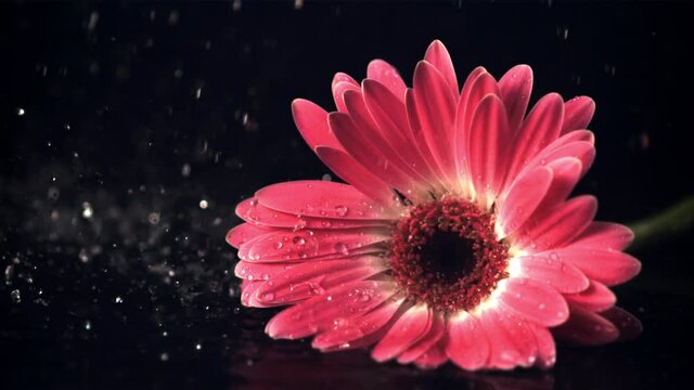 Super slow motion on the flower gerber fall drops of water. On a black background. Filmed at 1000 fps.