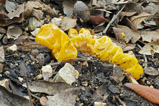 mushroom yellow brain